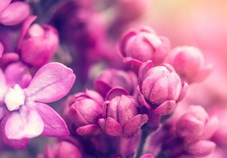 Lilac flowers background