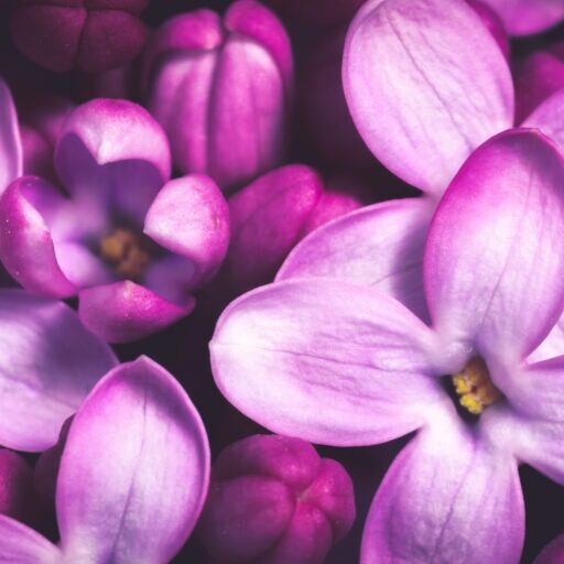 Banner Of  Blooming Purple Lilac Flowers Background